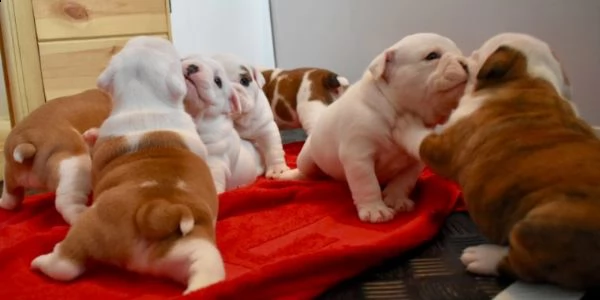 regalo bulldog inglese cuccioli disponibili.,