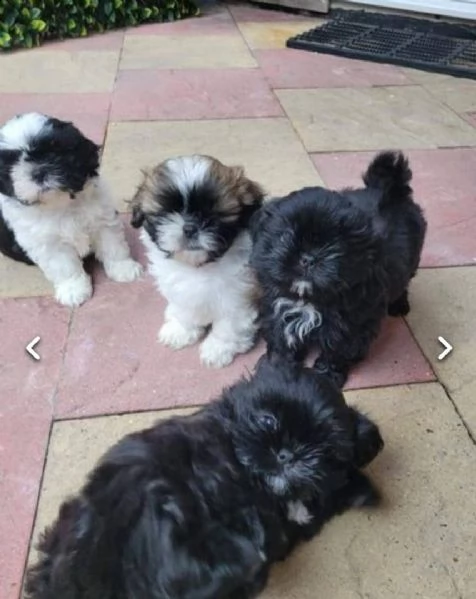 regalo cuccioli di shitzu..,