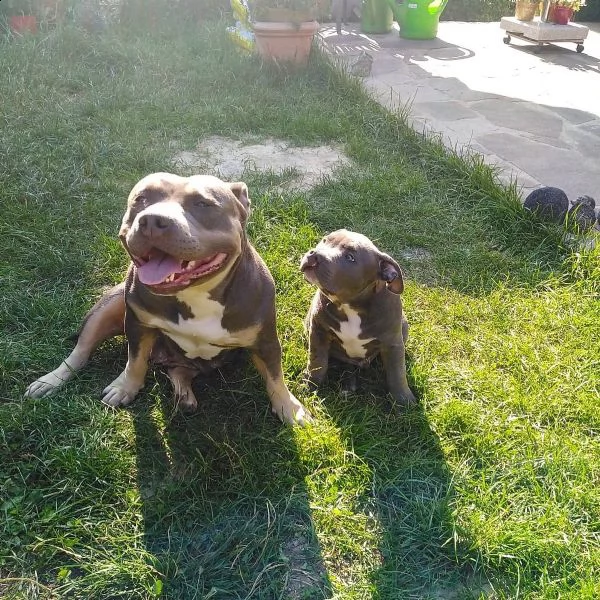 cuccioli di pitbull | Foto 5
