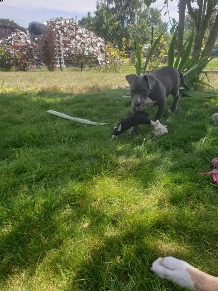 cuccioli di pitbull | Foto 4