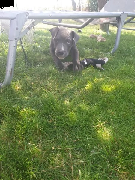 cuccioli di pitbull | Foto 3