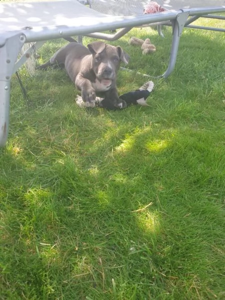 cuccioli di pitbull | Foto 0