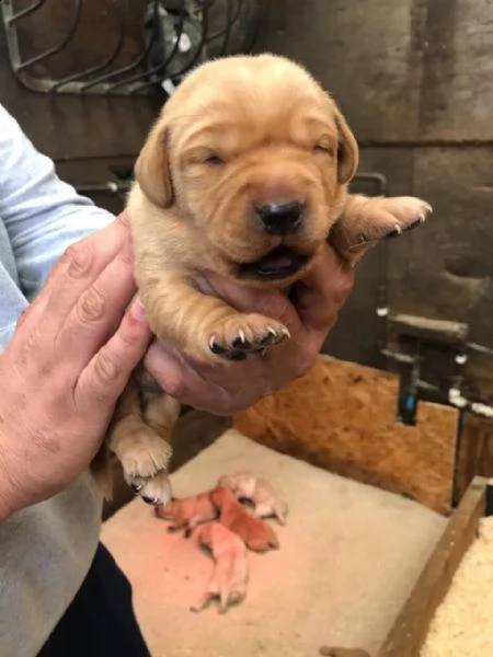 tre cuccioli di labrador formati in casa con pedigree | Foto 6