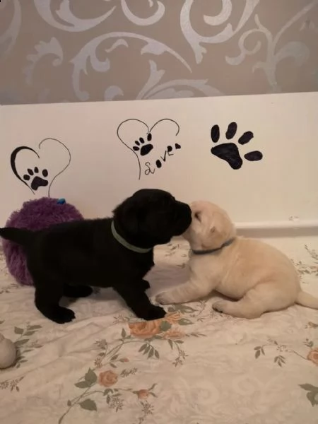 tre cuccioli di labrador formati in casa con pedigree