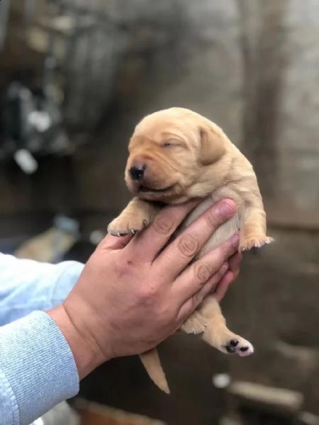 tre cuccioli di labrador formati in casa con pedigree | Foto 5