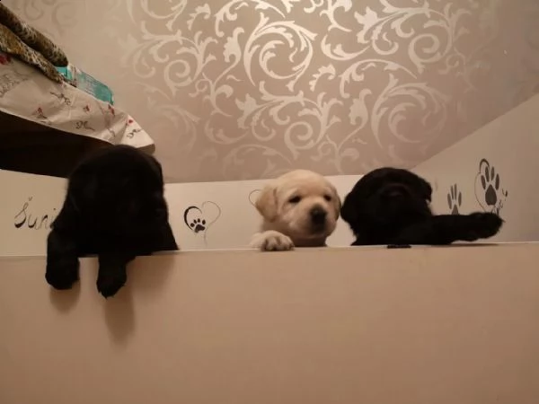 tre cuccioli di labrador formati in casa con pedigree | Foto 4