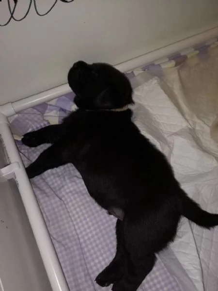 tre cuccioli di labrador formati in casa con pedigree | Foto 3