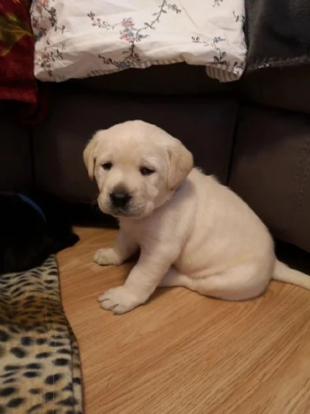 tre cuccioli di labrador formati in casa con pedigree | Foto 2