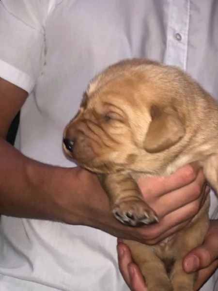 tre cuccioli di labrador formati in casa con pedigree | Foto 1