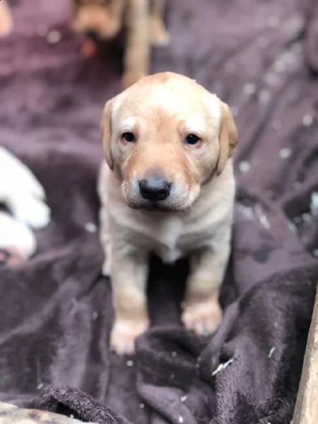 tre cuccioli di labrador formati in casa con pedigree | Foto 0