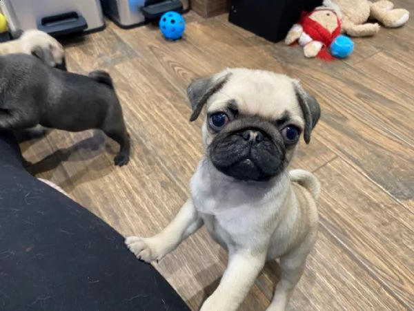 splendidi cuccioli kc pure breed maschio e femmina della razza prestige