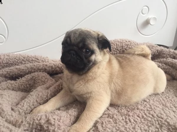 stupendi cuccioli carlini con pedigree | Foto 5