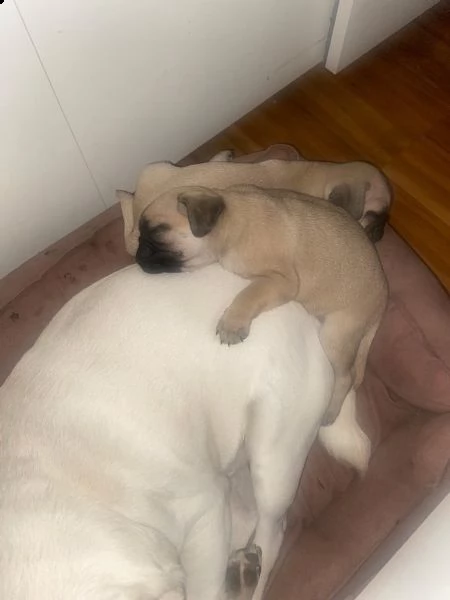 stupendi cuccioli carlini con pedigree | Foto 4