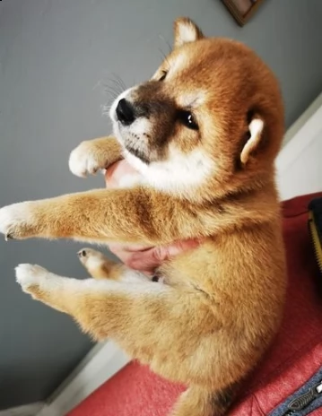  shiba inu giaponese cuccioli