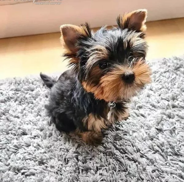 vendo adorabili cuccioli di yorkie | Foto 1