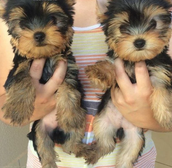vendo adorabili cuccioli di yorkie