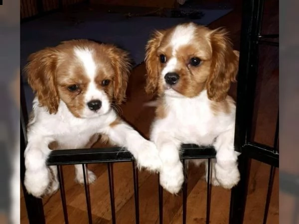 cuccioli cavalier king charles spaniel