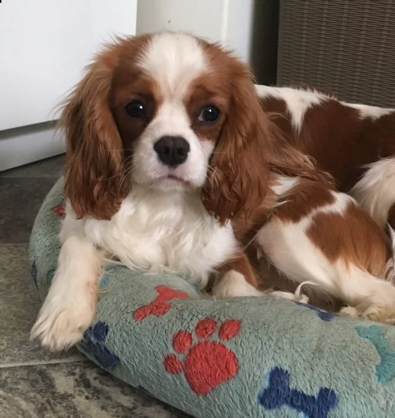 cuccioli cavalier king charles spaniel | Foto 6