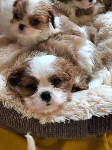 cuccioli cavalier king charles spaniel | Foto 5