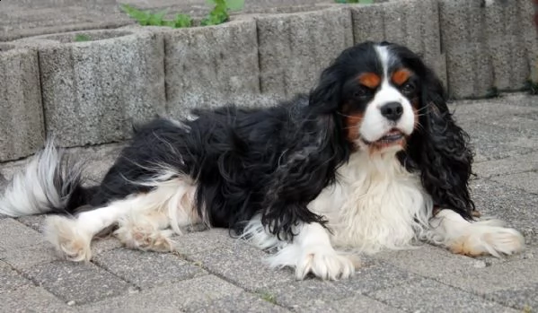 cuccioli cavalier king charles spaniel | Foto 4