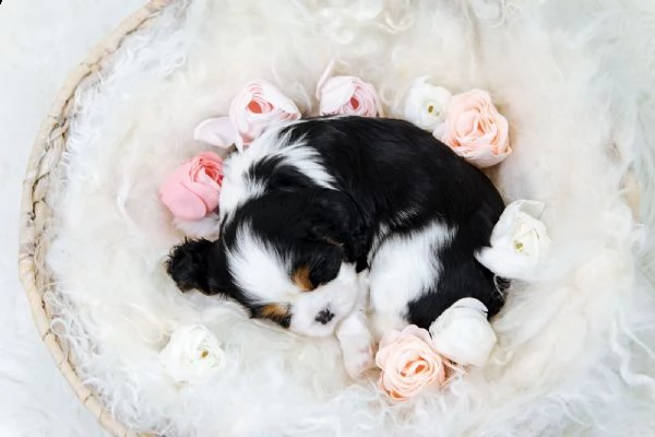cuccioli cavalier king charles spaniel | Foto 3