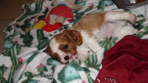 cuccioli cavalier king charles spaniel | Foto 2