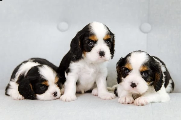 cuccioli cavalier king charles spaniel | Foto 1