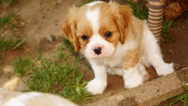 cuccioli cavalier king charles spaniel | Foto 0
