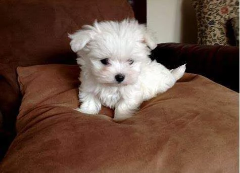 regalo maltese mini toy
