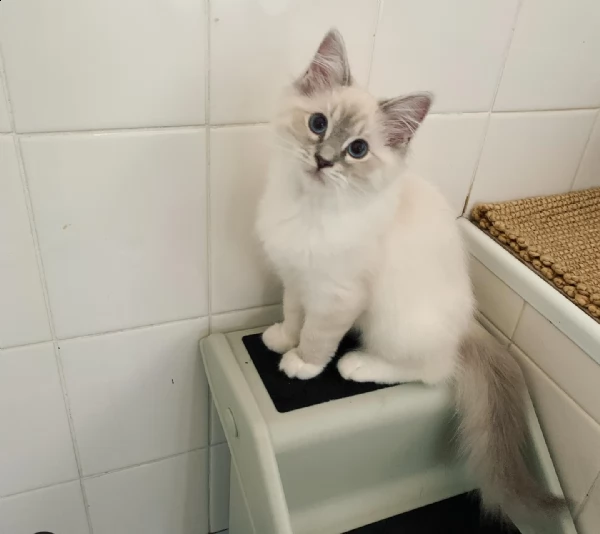 simpatico gattino ragdoll