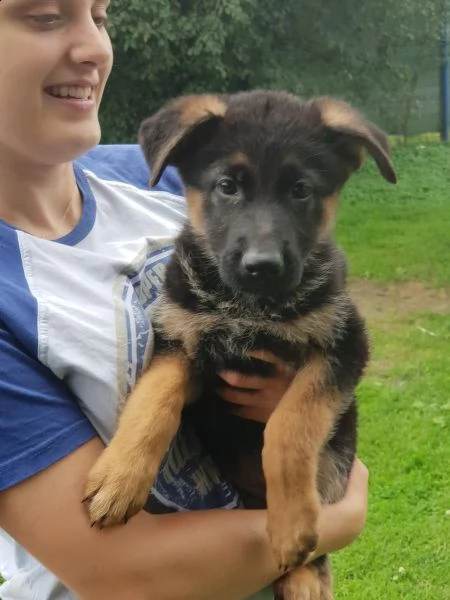 ultimi cuccioli pastore tedesco | Foto 1