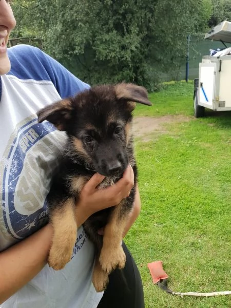 ultimi cuccioli pastore tedesco | Foto 0