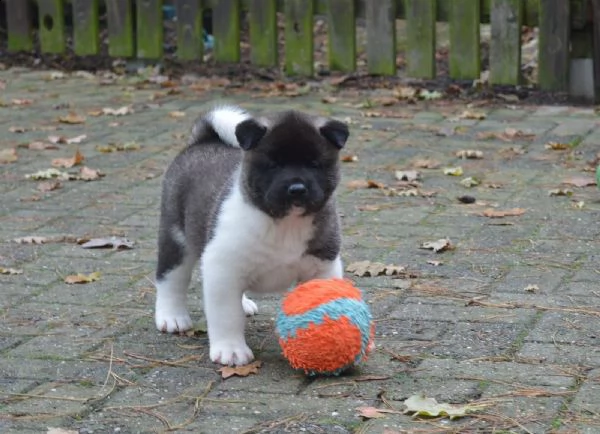 bellissimi cuccioli di akita inu | Foto 5