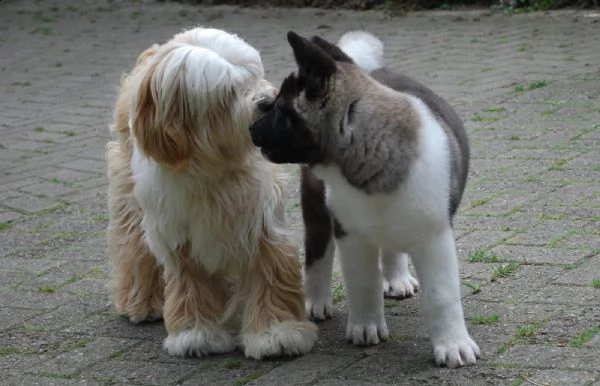 bellissimi cuccioli di akita inu | Foto 4