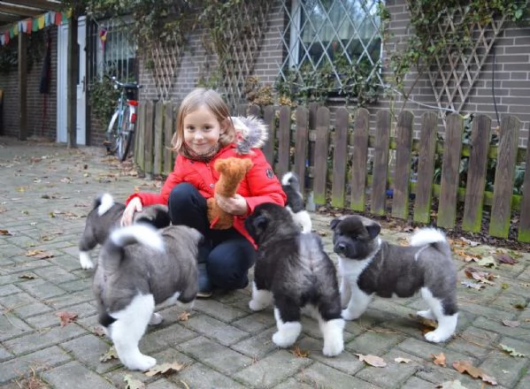 bellissimi cuccioli di akita inu | Foto 3