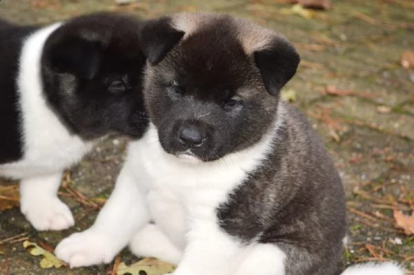 bellissimi cuccioli di akita inu | Foto 2