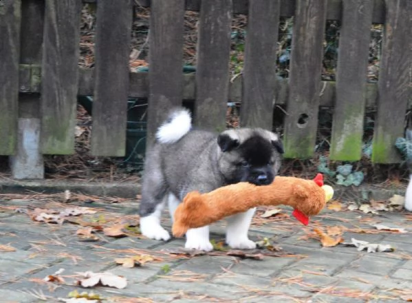 bellissimi cuccioli di akita inu