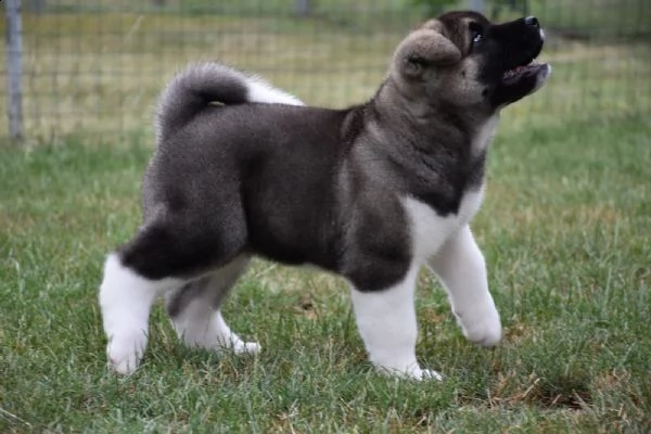 bellissimi cuccioli di akita inu | Foto 1