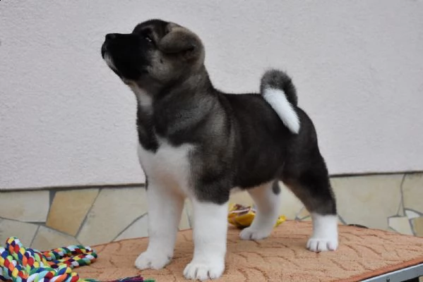 bellissimi cuccioli di akita inu | Foto 0