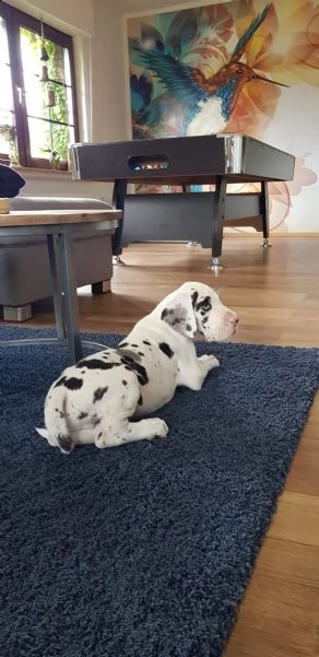 disponibili cucciole di alano con pedigree | Foto 3