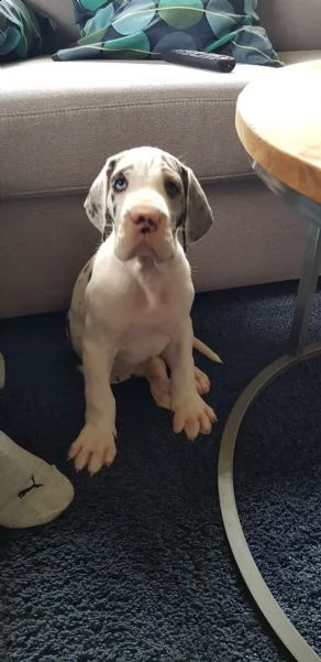 disponibili cucciole di alano con pedigree | Foto 1