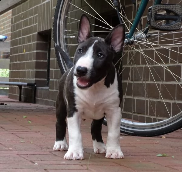 splendidi cuccioli di bull terrier | Foto 3