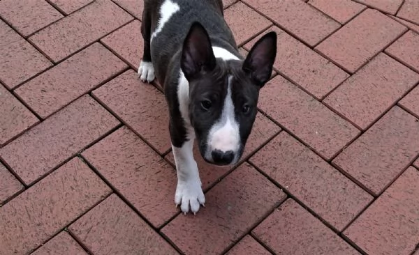 splendidi cuccioli di bull terrier | Foto 2