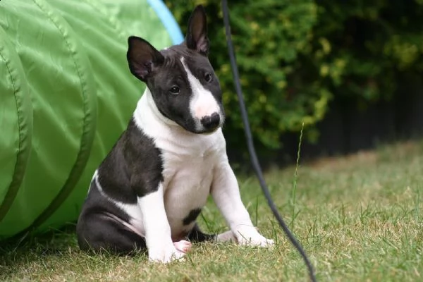 splendidi cuccioli di bull terrier