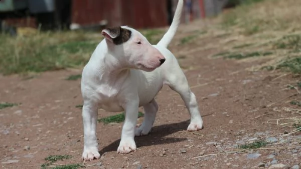 splendidi cuccioli di bull terrier | Foto 0