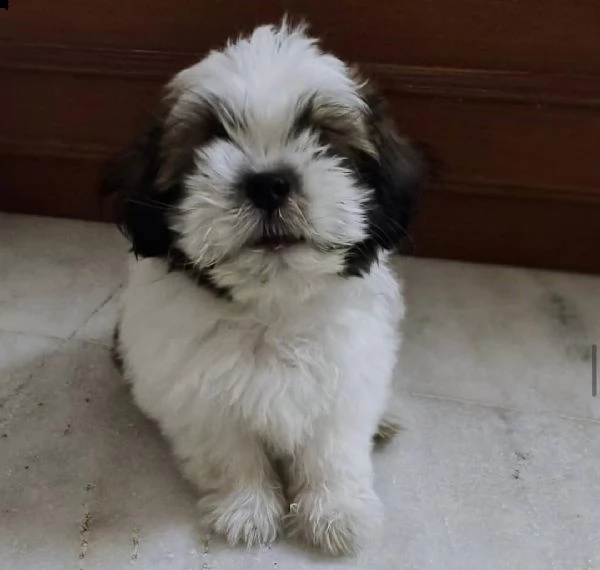 cucciolo di merda in adozione | Foto 1