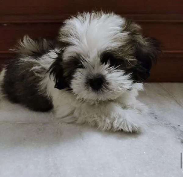 cucciolo di merda in adozione