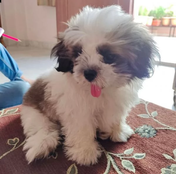 cucciolo di merda in adozione | Foto 0