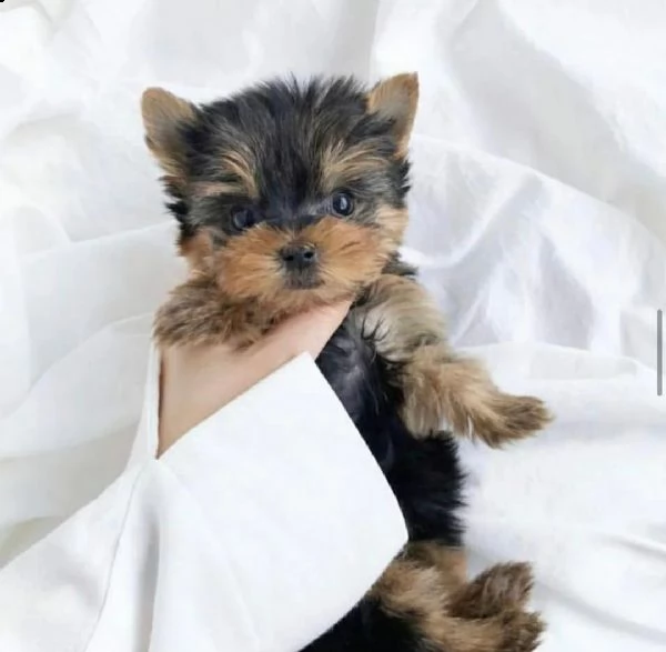 cucciolo yorkie