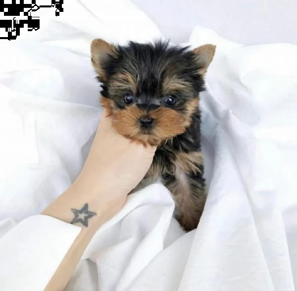 cucciolo yorkie | Foto 0